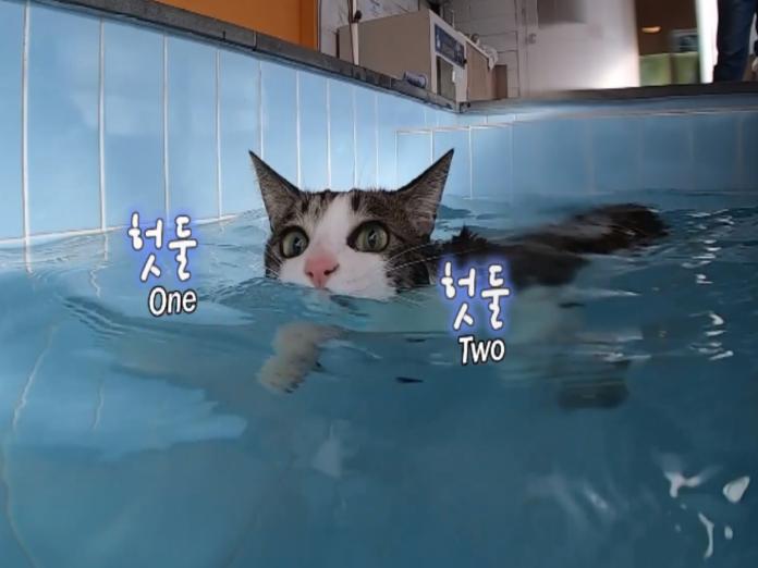 虎斑貓咪愛游泳　掌花開開貓爬式網驚豔：比我還會游！
