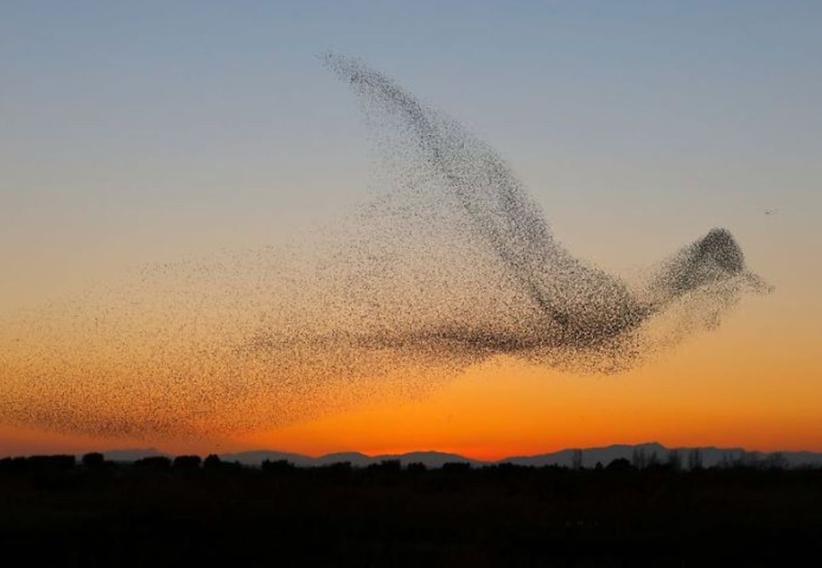 ▲攝影師所拍攝的椋鳥。（圖／翻攝自網路／Daniel Biber 攝）
