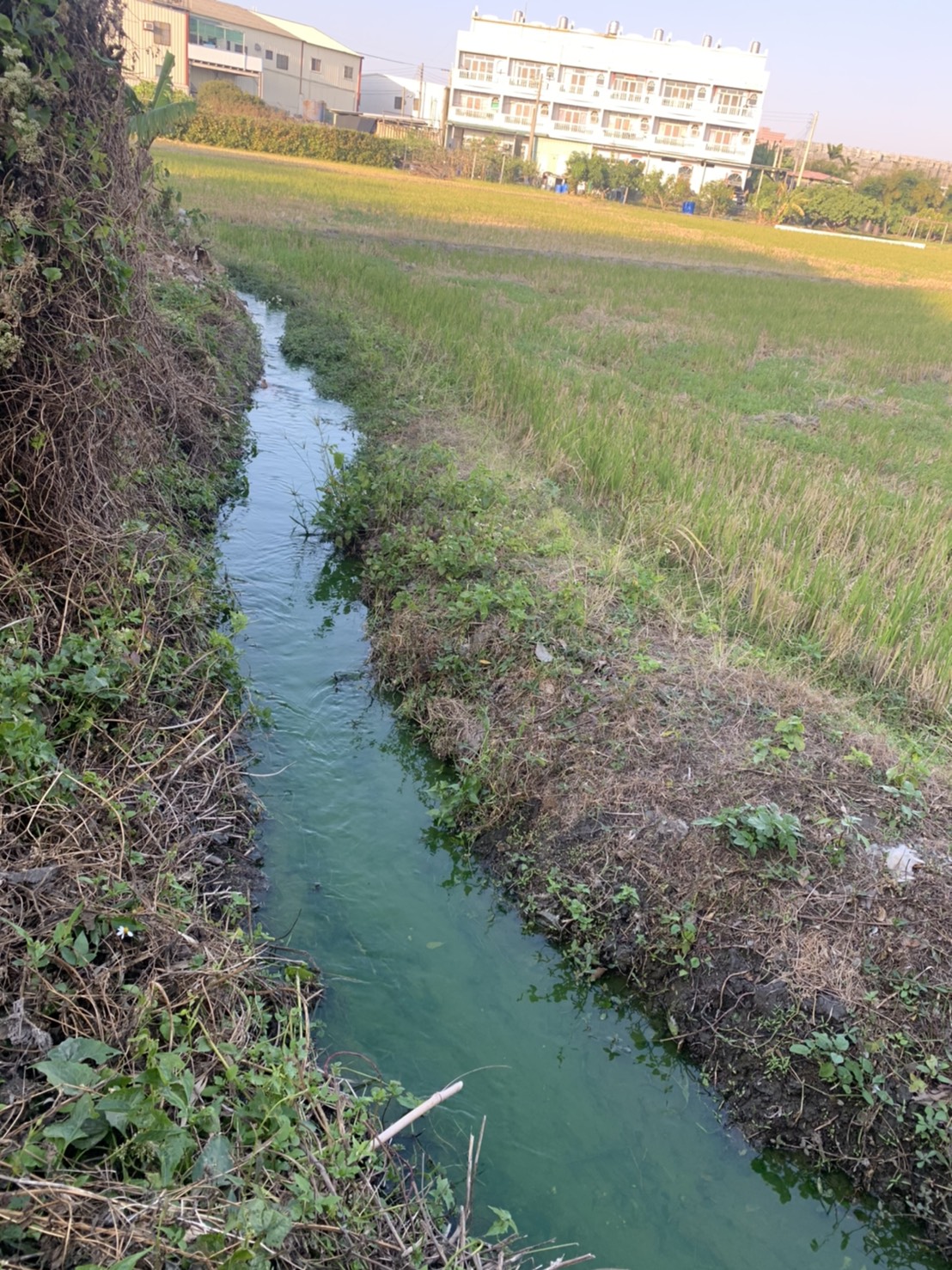 ▲清水大排旁農田灌溉溝發生水變綠色，市議員楊典忠要求，環保局拿出查緝中火放流水污染精神，積極查緝污染源。 (圖／楊典忠服務處提供2019.12.13)