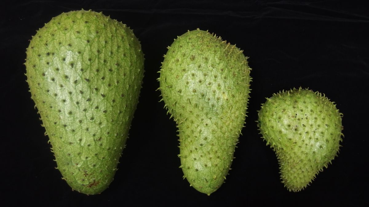 ▲刺番荔枝人工授粉（左）與自然授粉果實（中、右）的外觀比較。（圖／農委會提供）