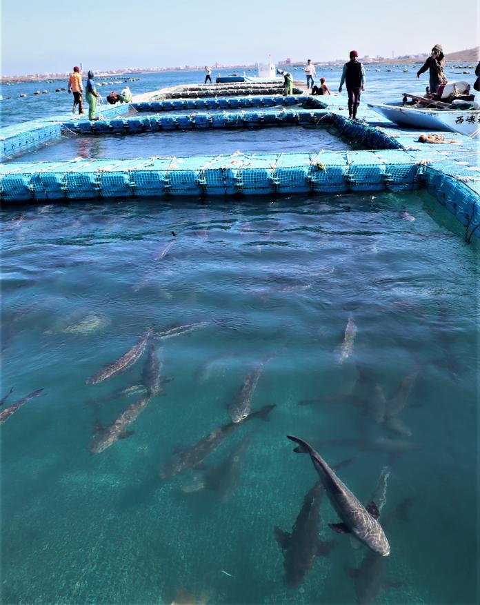 續命關鍵2ﾟC　澎養殖業搶救海鱺魚避冬大作戰
