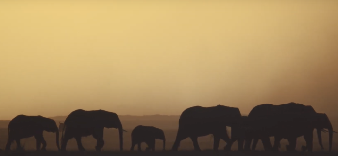 影片中還捕捉到「肯亞大象孤兒院」裡的象群家族，其中成員都是由保育人員呵護長大，且每隻大象都曾受過傷。（翻攝自YouTube地球的孩子）