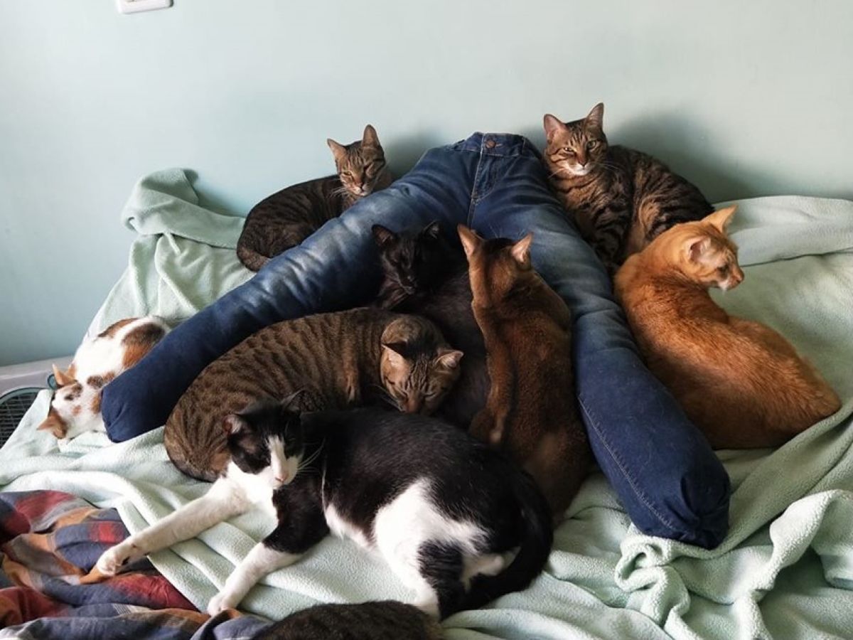 奴才自製的胯下抱枕深受貓咪們的喜愛（圖／臉書粉專武喵家族授權提供）