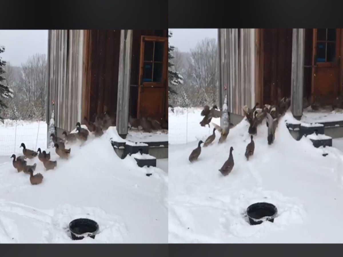 一群鴨子原本開心出門放風，但一發現室外爆冷群體立刻掉頭（圖／翻攝自FB@Melissa Hoffman）
