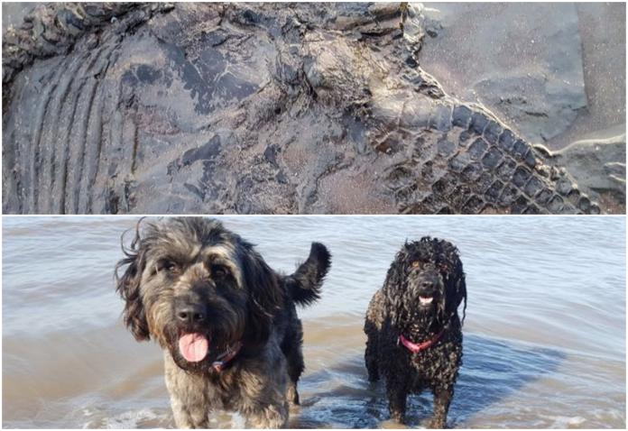 ▲格普西爾養的兩隻狗散步時，發現了化石。（圖／翻攝自 Jon Gopsill／Caters News Agency ）