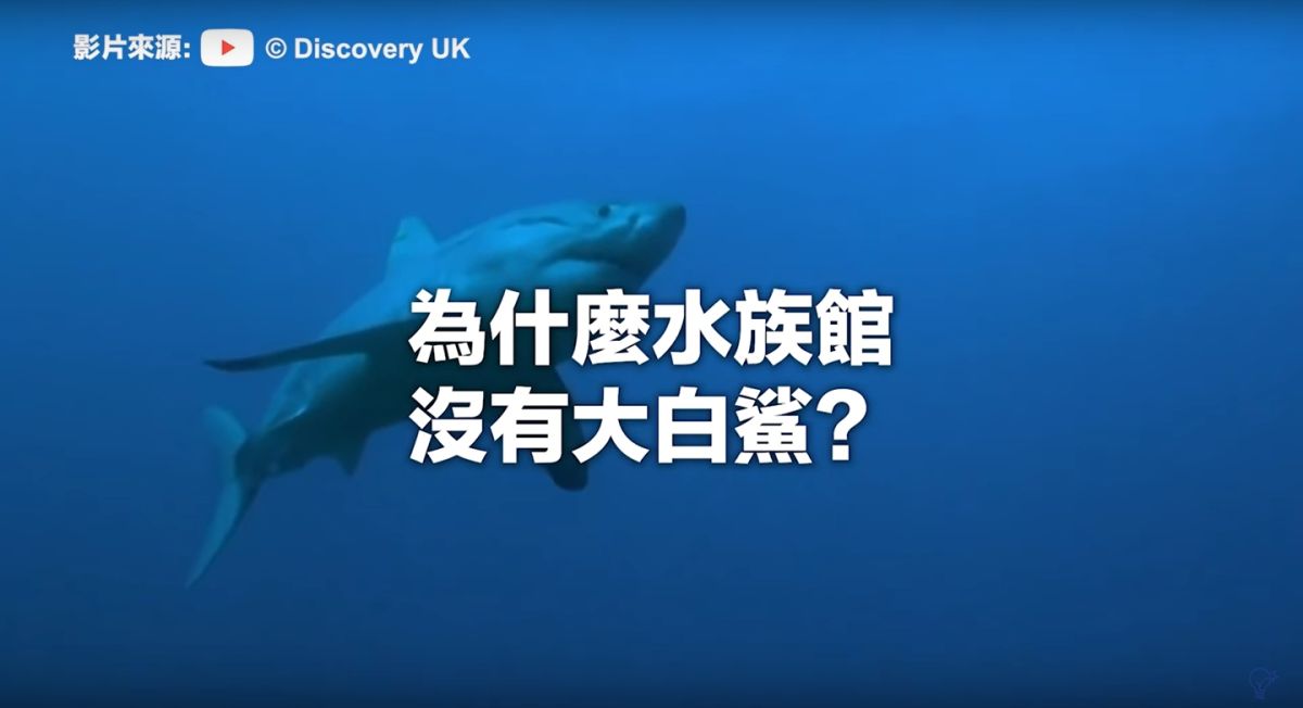 ▲先前 YouTube  頻道「為甚麼頻道」講解為何水族館沒有大白鯊，而引起網路熱議。（圖／翻攝自 YouTube  為甚麼頻道）