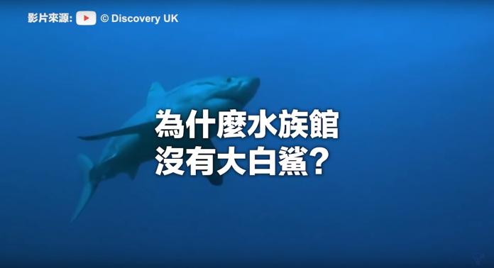 ▲先前 YouTube  頻道「為甚麼頻道」講解為何水族館沒有大白鯊，而引起網路熱議。（圖／翻攝自 YouTube  為甚麼頻道）