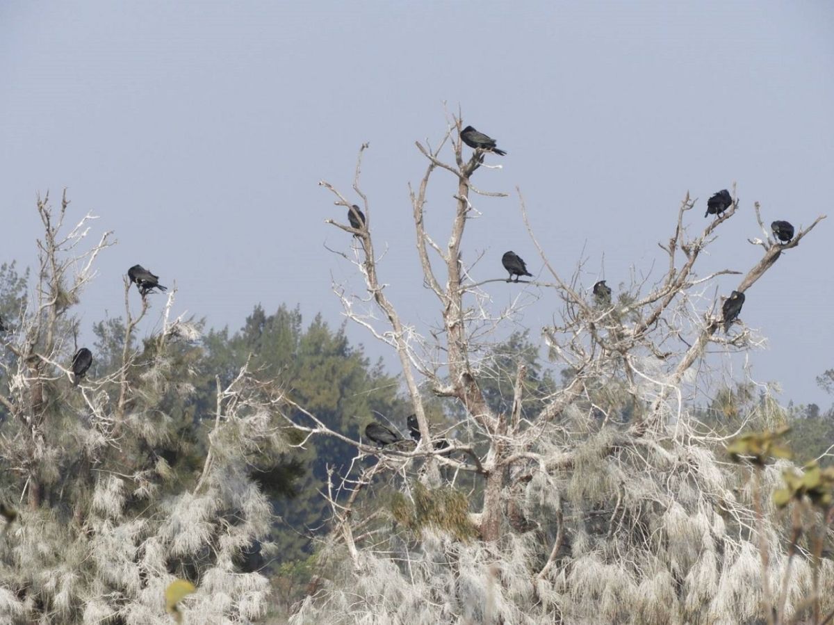 ▲全國最低海拔有雪景，在嘉義縣東石鄉的鰲鼓農場內。（圖／嘉義林區管理處提供）