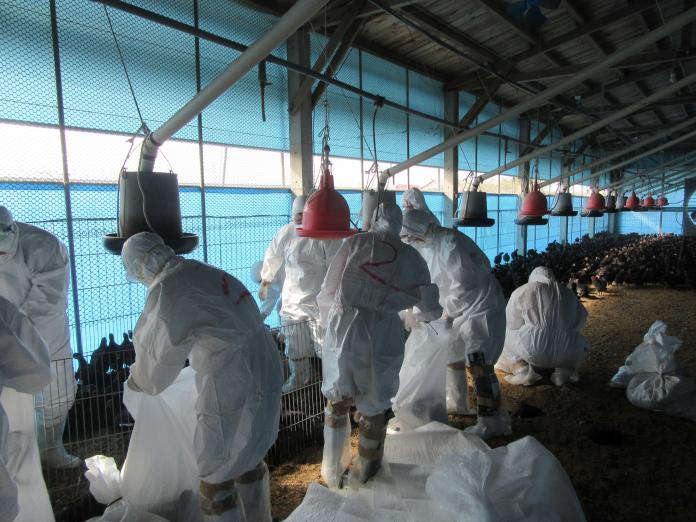 台南土雞場確診禽流感　撲殺1.5萬隻土雞
