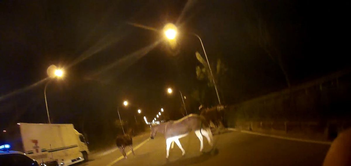 ▲馬匹在路上遊走，影響用路人行車安全，險象環生。（圖／記者陳聖璋翻攝）