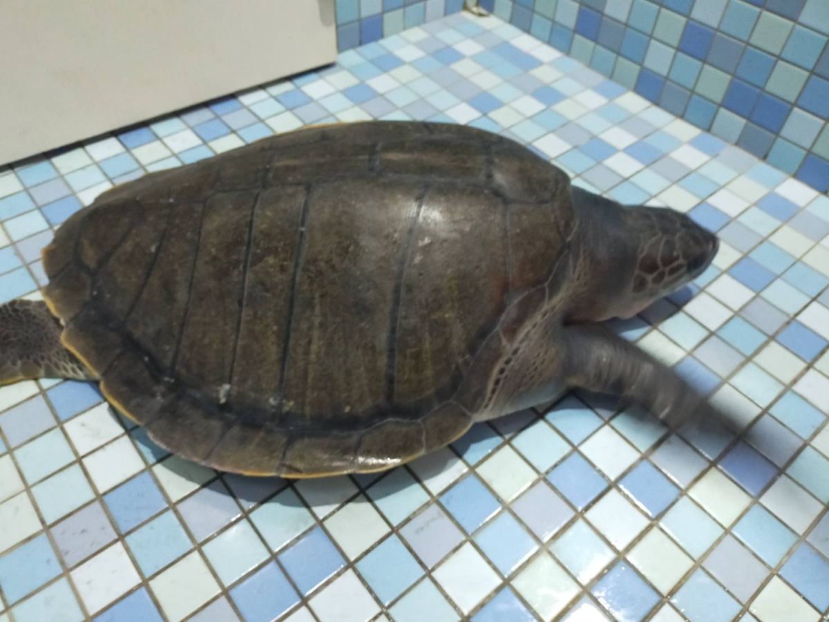 ▲第四岸巡隊台子村安檢所海巡人員協助欖蠵龜野放。（圖／海巡署中部分署第四岸巡隊提供）