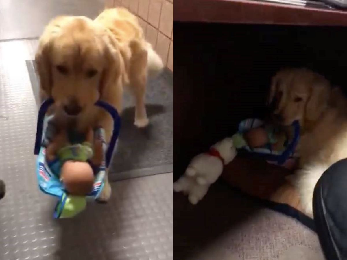 班從2月開始在警局擔任治療犬，平時乖巧的牠為許多民眾帶來大大的療癒能量，只是大家都沒想到這次牠會犯下竊案。（圖／Twitter@franklinpolice）