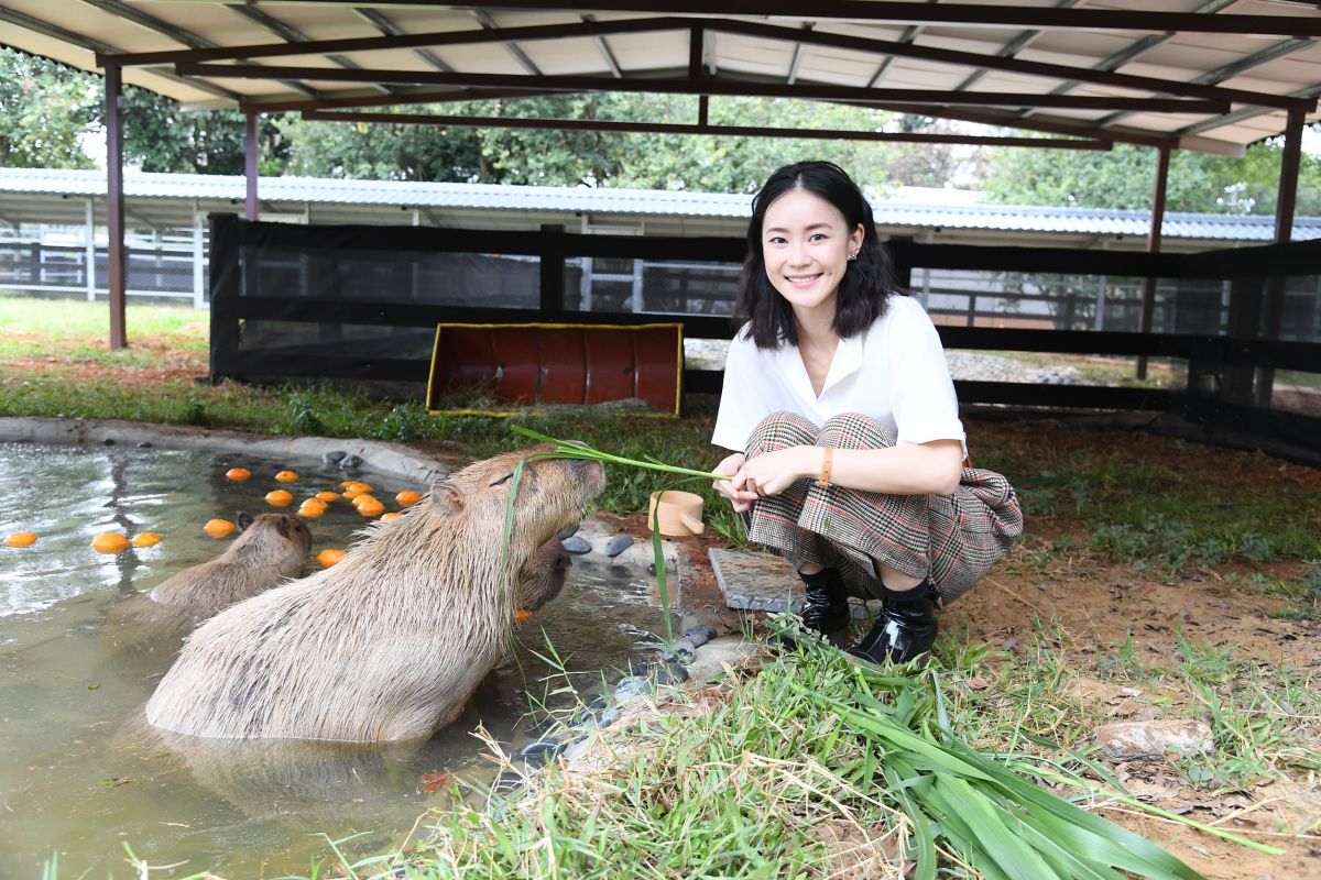 ▲鍾瑶跟水豚君培養感情。（圖／三立提供）