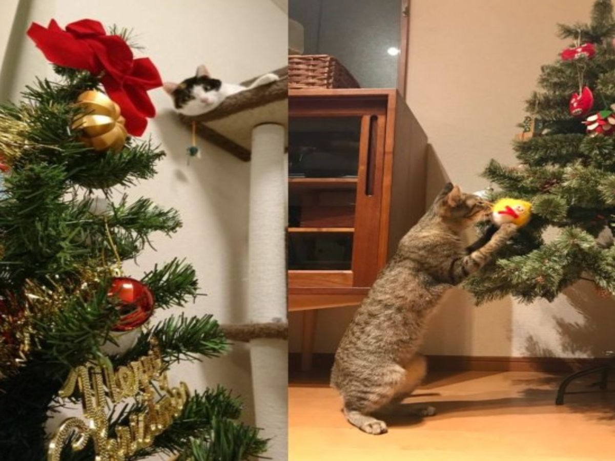 貓咪與聖誕樹（圖／twitter@gnekobu、omochi_nam01）