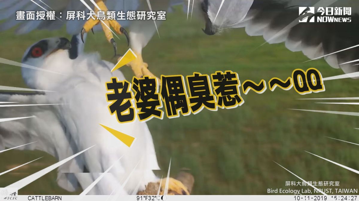 ▲ 黑翅鳶為搶奪專屬棲架，一腳踢飛伴侶，模樣笑翻網友。（圖／屏科大鳥類生態研究室 授權）