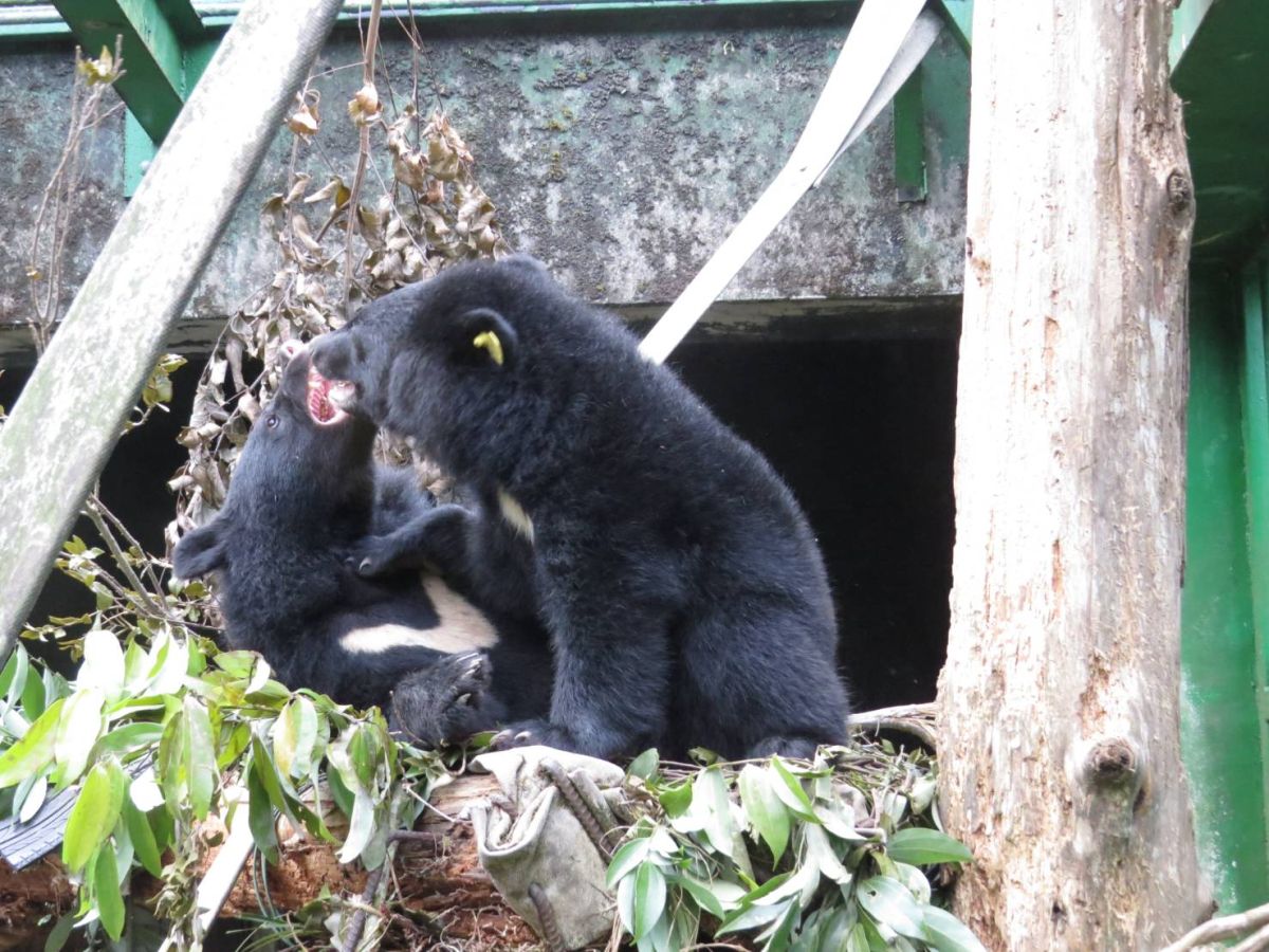 ▲Mulas和Litu合籠成功，牠們可以相伴嬉戲，在寒冬裡互相取暖，一起歡度溫馨的聖誕節。（圖／台東林管處提供）