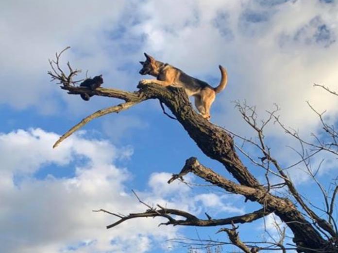 牧羊犬追貓竟爬上樹頂腳軟下不來　笨汪：阿母救我！
