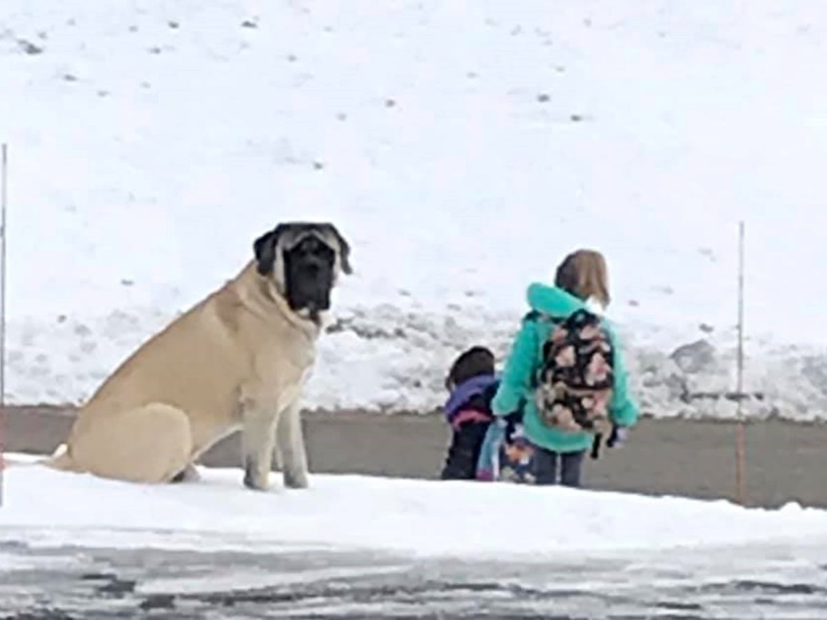 戈登直挺挺坐在小主人身邊陪等校車，儼然就是超專業的保鑣！（圖／Facebook@Becky Lynn）