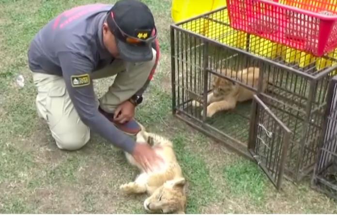馬來西亞廖內省（Riau）警方逮捕一名持有4隻非洲小獅子、58隻印度星龜(Indian star tortoises)和1隻小豹子的嫌犯。(圖/翻攝自影片)
