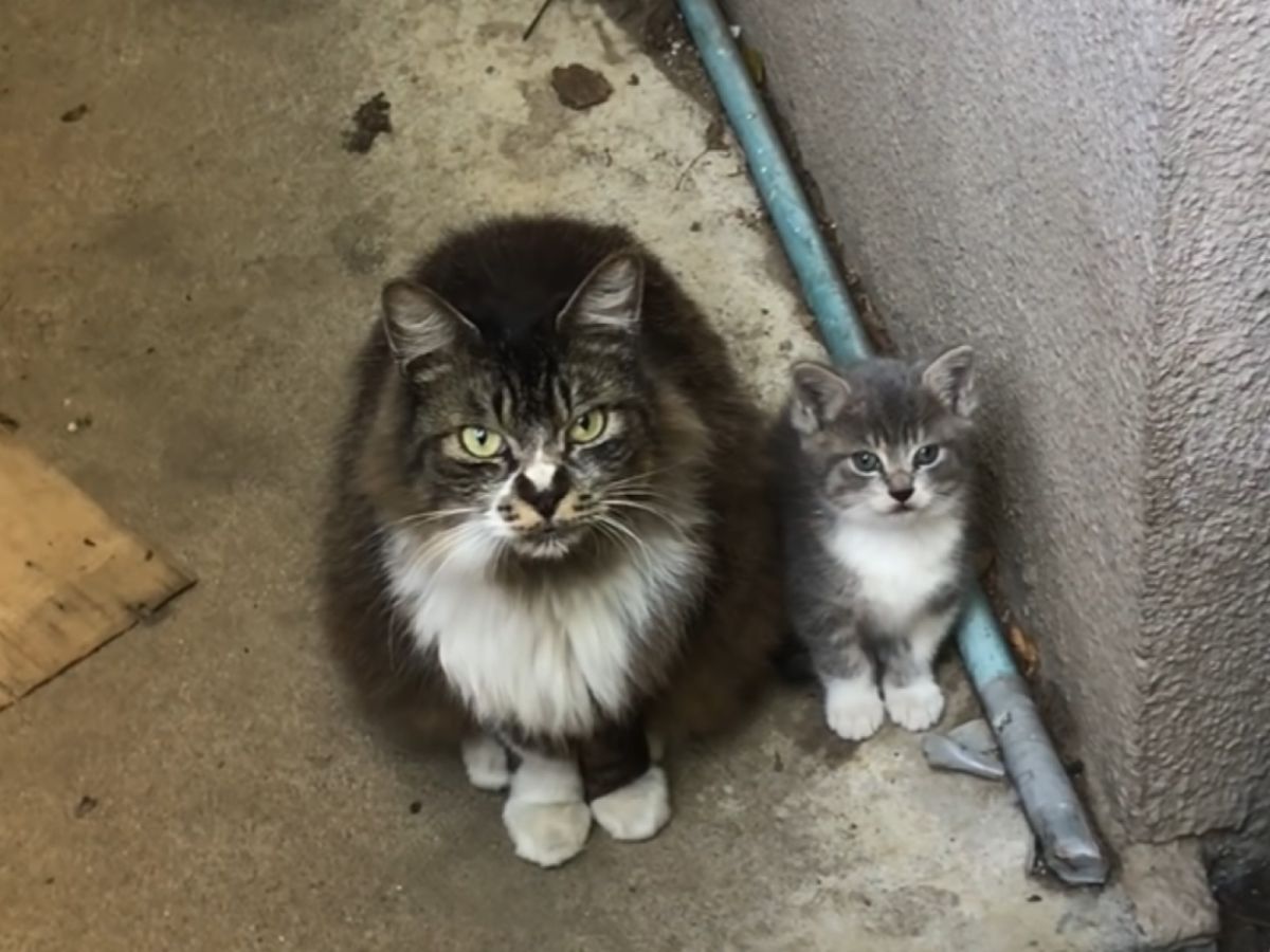 
一隻母貓帶小貓出現求助（圖／翻攝自YT@ねこかますnekokamasu）