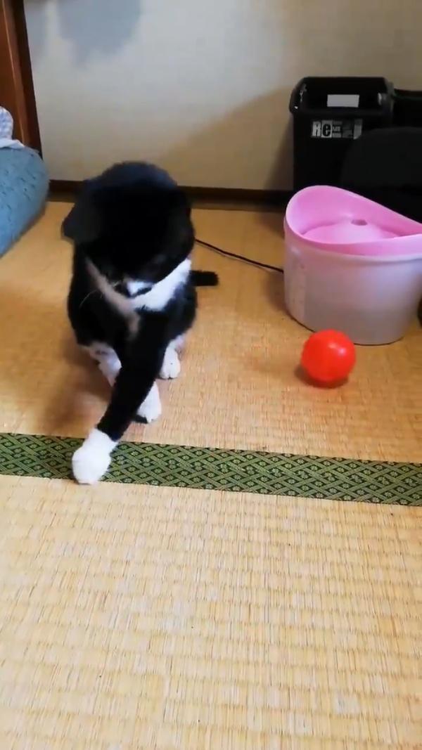 黑白貓超認真玩球卻「揮棒落空」　瞬間當機網笑翻：以為觸身保送逆？