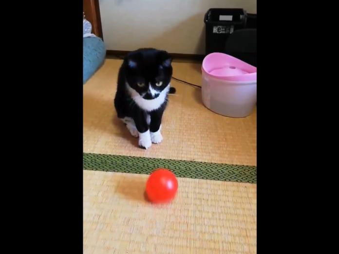 黑白貓超認真玩球卻「揮棒落空」　瞬間當機網笑翻
