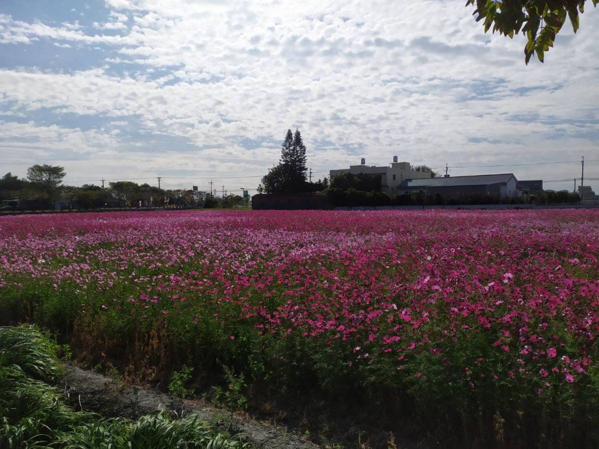 ▲繽紛綻放的漂亮花海，彷彿向遊客招手同遊。（圖／記者葉靜美攝，2019.12.27）