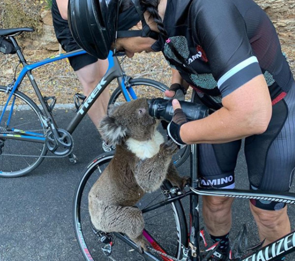 ▲澳洲 1 名自行車友，近日外出運動時，罕見遇到無尾熊求救討水喝的狀況。（圖／擷取自 IG 影片）