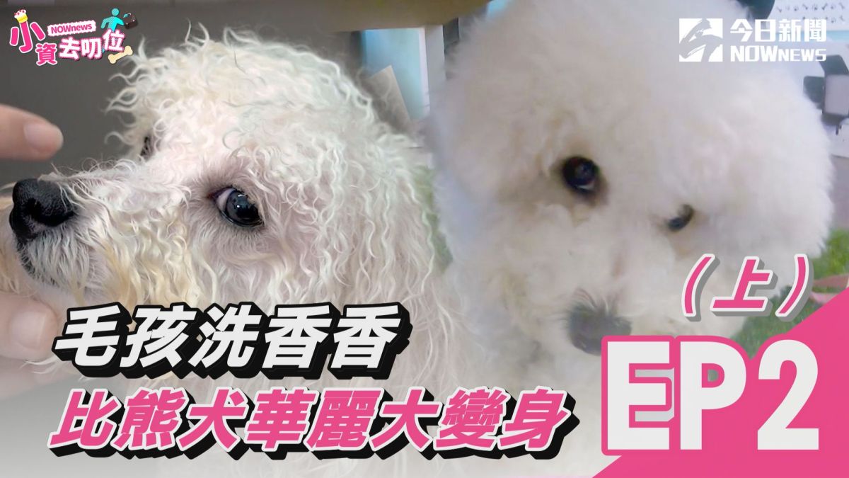 小資去叨位第二集（上）/毛小孩來這裡 帶你踩點寵物友善餐廳。▲（圖／影像中心製作）