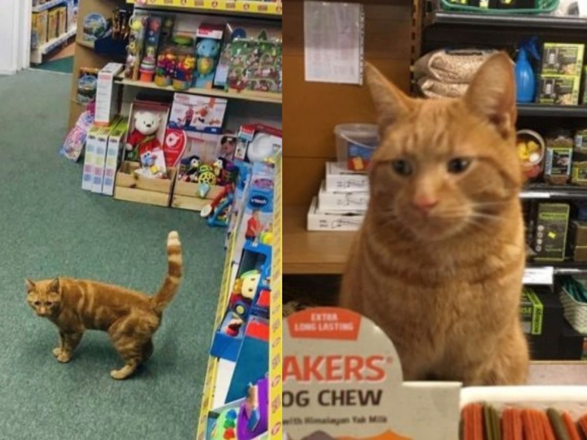 對每個人都很友善的包里斯，很快征服了整條街上的店家！（圖／SWNS）