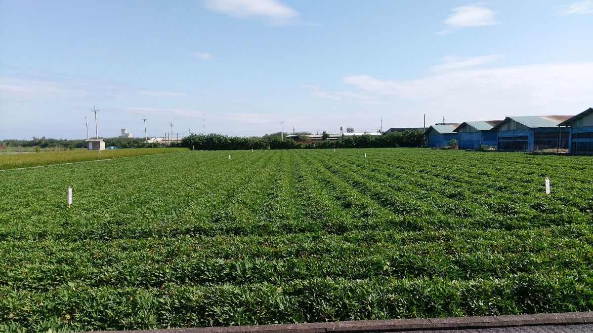 ▲ 農委會明年上半年陸續推動包含禁止巴拉刈、擴大試辦農業保險等措施。（示意圖／農糧署提供）