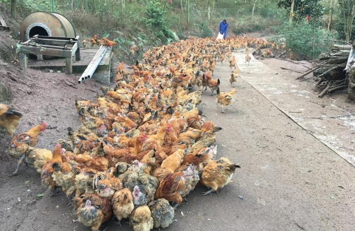陸雞農一下沒了200多隻雞！怒告鄰居：被你放煙火嚇死的

