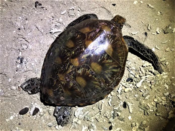 海龜來澎湖參加跨年？鳥嶼岸巡人員援救有功
