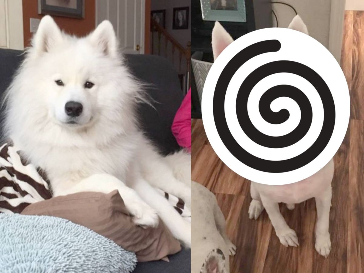 薩摩耶那駑克被帶去美容後變成另一隻狗狗（圖／Caters News Agency）