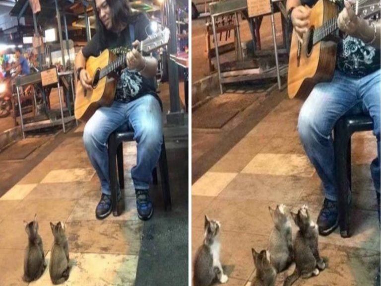 馬來西亞一名街頭藝人彈吉他唱歌竟吸引小貓粉絲（圖／翻攝自YT@Greek City Times）