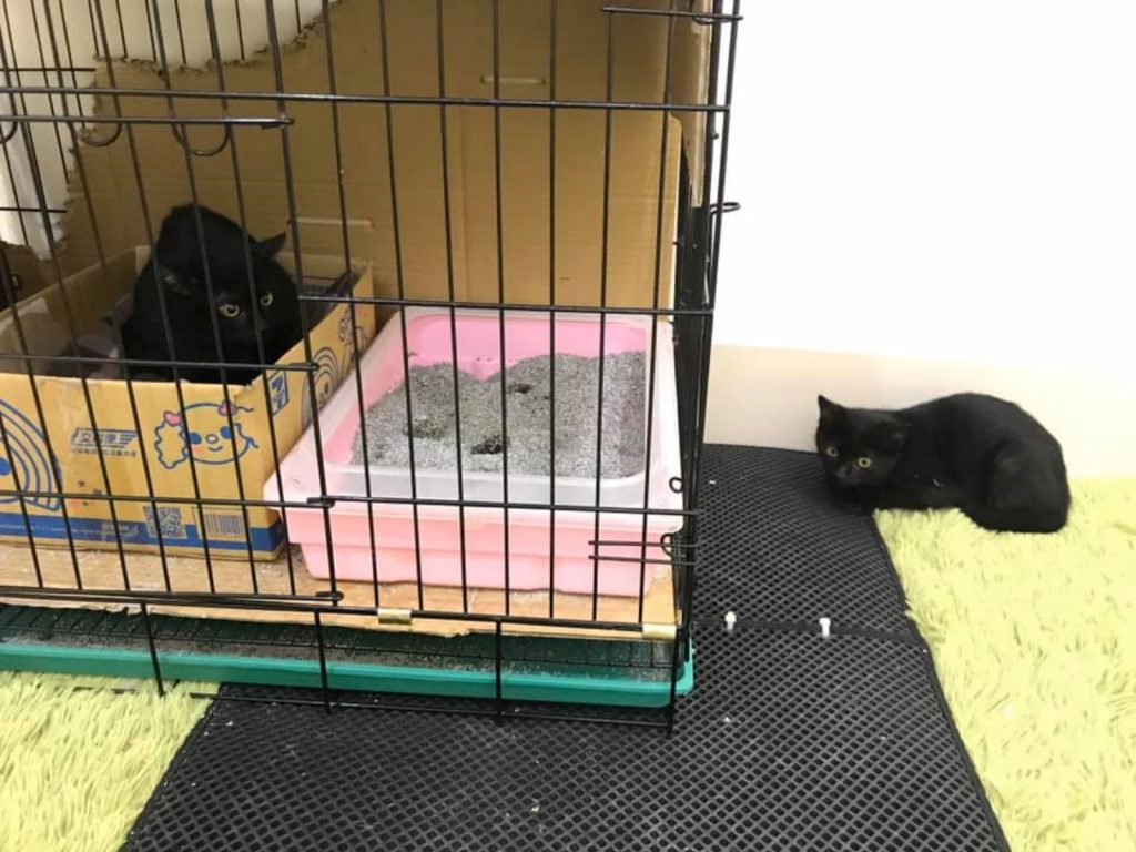 左邊本尊嚕嚕大傻眼表示：你誰？！（圖／網友Edding提供） 