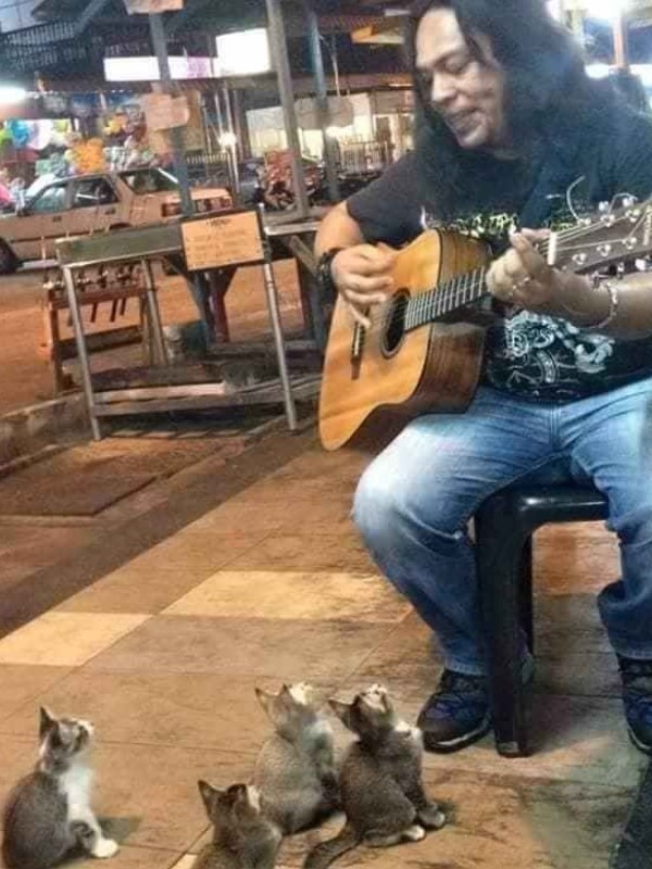 街頭藝人彈吉他唱歌無人問津　竟引來四隻小貓變忠實聽眾！