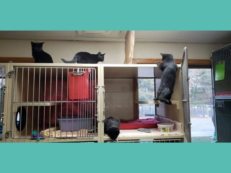 收容所4小貓組成黑澀會合力逃獄　犯案過程全被監視器拍下！
