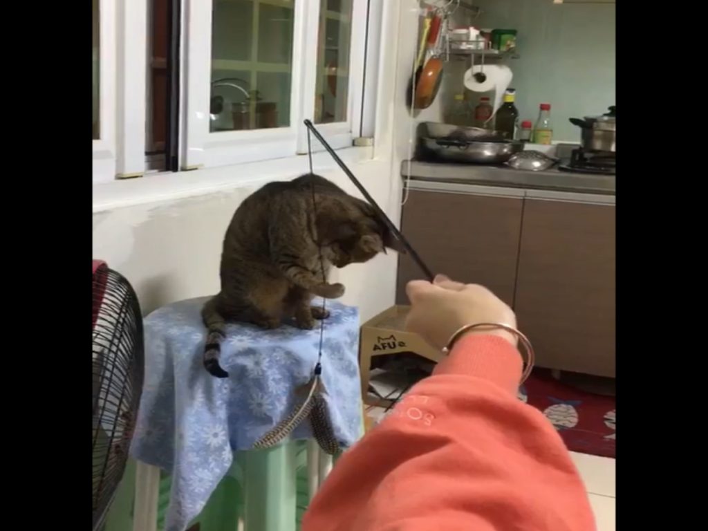 虎斑貓轉轉玩逗貓棒玩到放空（圖／網友方小姐授權提供）