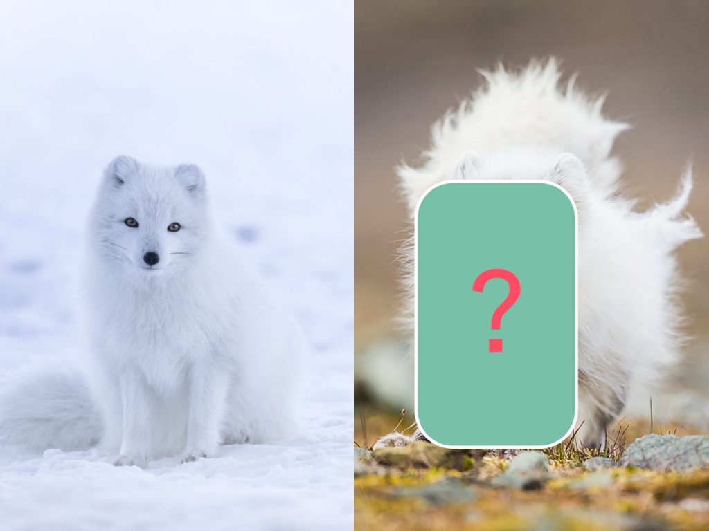 是哪裡來的山寨版北極狐嗎……？(圖/IG@jtkerby) 