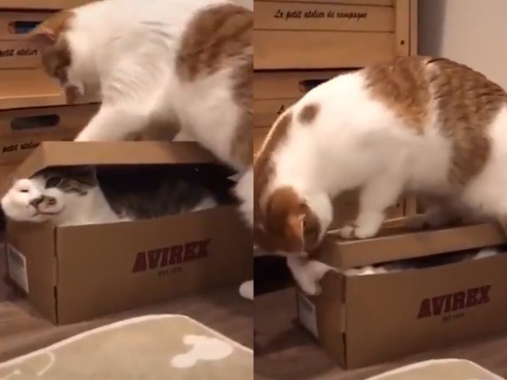 白底虎斑：啊啊啊，偶的肉肉啊…… (圖/Twitter@AwwwwCats) 