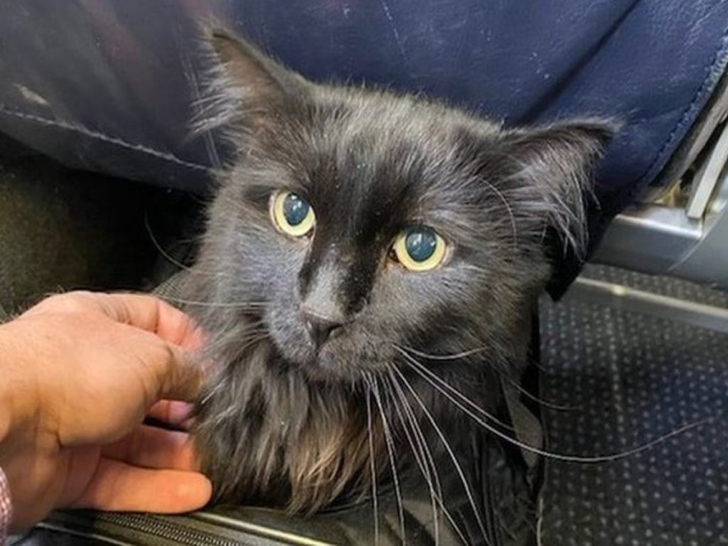 黑貓薩莎流浪到離家1900公里遠，歷時五年才終於回到家人懷抱！（圖／BBC NEWS）