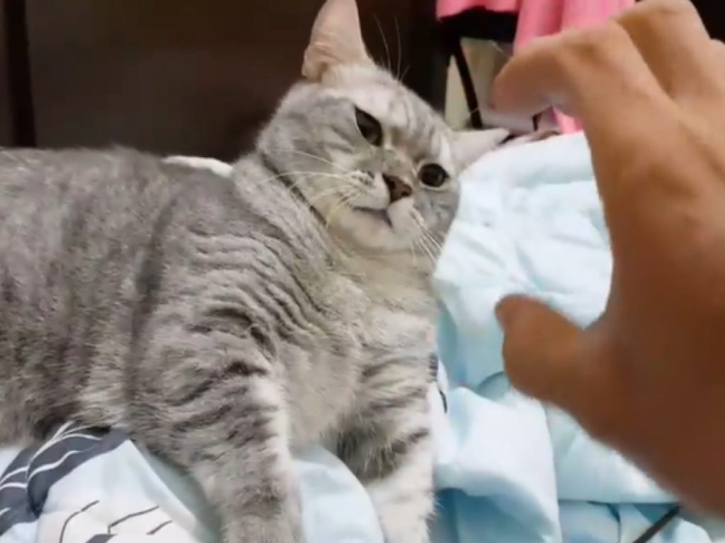 布點：把拔又要發神經了！（圖／網友JuJu Yu授權提供）