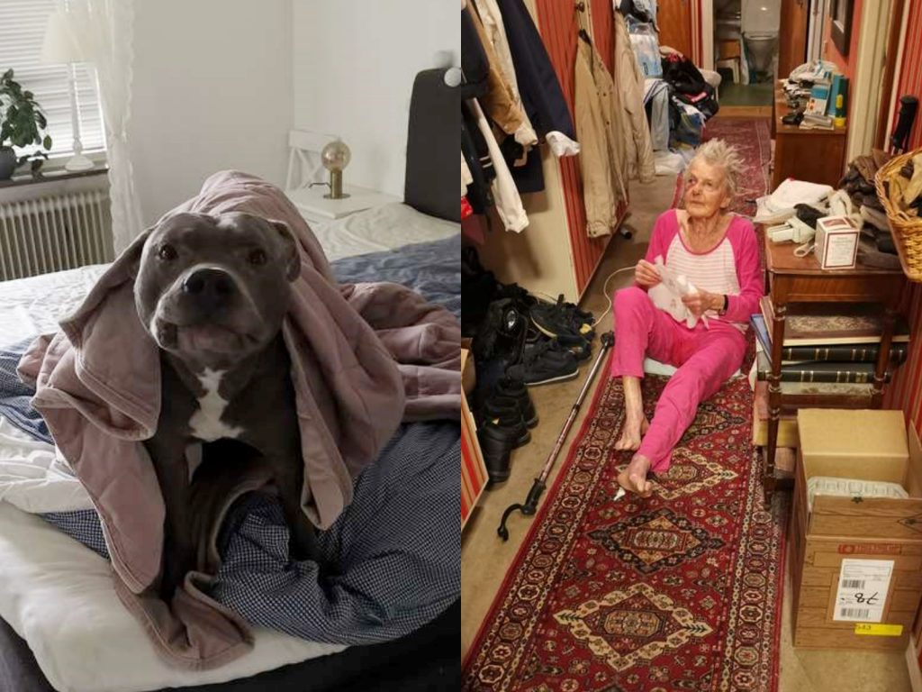 由於曾有比特犬咬傷人的意外，讓不少人對比特犬很害怕，認為牠們非常兇惡。 (圖/Arjanit Mehana) 