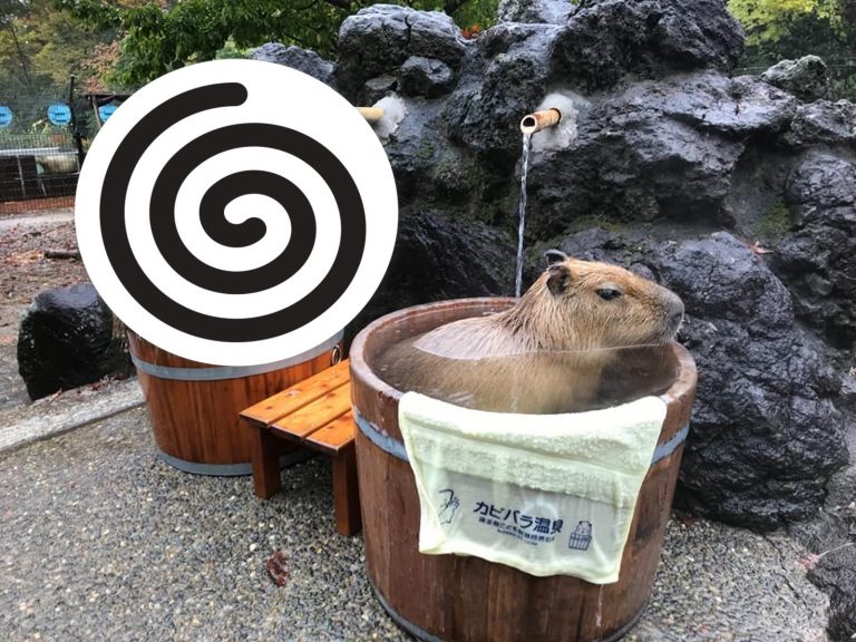 埼玉動物園的水豚泡澡季節限定活動已經開始囉！（圖／FB@埼玉県こども動物自然公園）