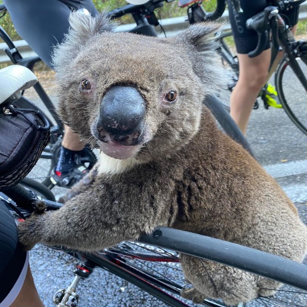 澳洲無尾熊遇見自行車隊　半路攔截：請給我水喝！