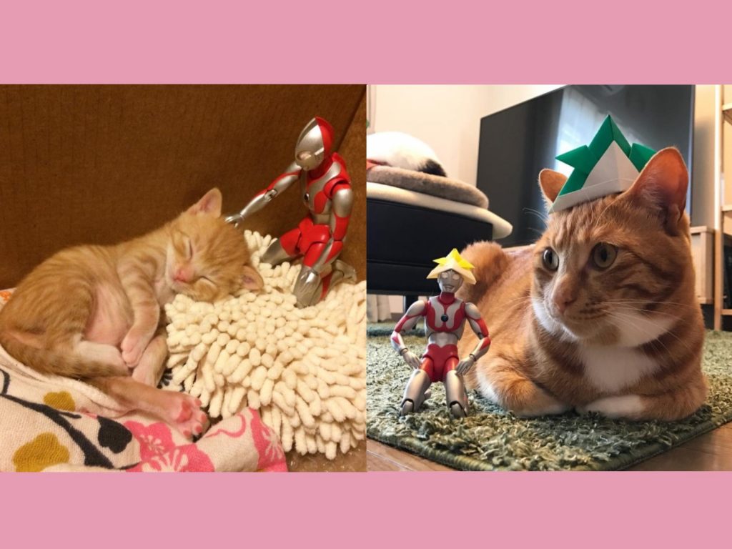 鹹蛋超人化身貓咪保母陪伴小橘貓長大（圖／IG@komagram2015）