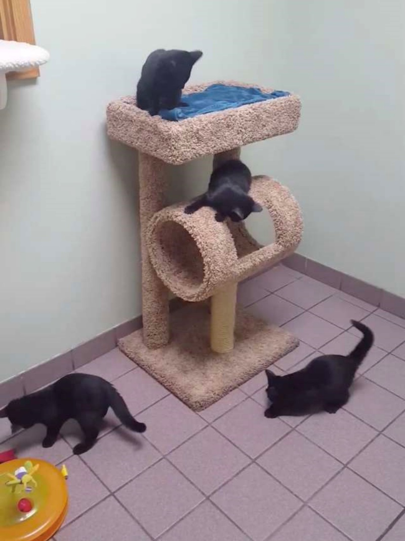 收容所4小貓組成黑澀會合力逃獄　犯案過程全被監視器拍下！