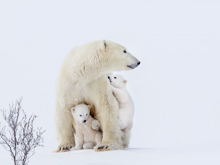 加拿大攝影師大衛捕捉北極熊母帶子的可愛畫面（圖／hemmingsphototours.com）