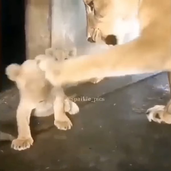 小獅子不聽話　母獅一掌打臉：臭小孩給我乖乖趴下！